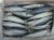 Import Fresh / Frozen Whole Mackerel Fish from Germany