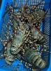Live / Frozen Ornate Spiny Lobster (Panulirus Ornatus)