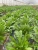 Import Fresh rucola arugula salad fresh vegetables from China