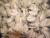 Import Quality Rresh Frozen Conch Meat / Frozen Geoduck / Frozen Escargots from South Africa