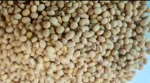 Soybeans