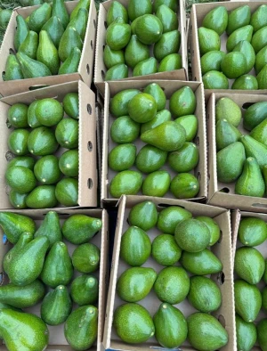 Organic Jumbo and Hass Avocados $2.00 per kilo