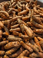 Premium Fresh Turmeric Rhizomes for Natural Wellness and Spices
