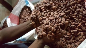 Cocoa Beans Ariba Cacao beans Dried Raw Cacao Fermented Cocoa Beans with very good quality