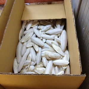 %100 Dried Cuttlefish Bone  , calcium-rich dietary cuttle fish bone