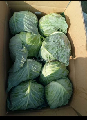 2021 GAP Chinese fresh cabbage round/flat/purple  wholesale price  to Malaysia  UAE Canada Singapore