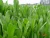 Import 2021 Touchhealthy supply grass witloof seeds from China