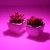Import 20W 30W 50W LED COB Chip Plant Light Full Spectrum Input Grow Lamp For Indoor Plant Seedling Grow and Flower from China