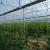 Import Agricultural Single Span Tunnel Plastic Greenhouse from China