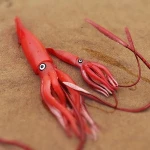 Animal world model squid squid octopus octopus children educational toys ornaments