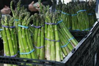 Best Quality Fresh Asparagus