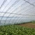 Import brand new agricultural greenhouse reflective film model covering plastic film from China