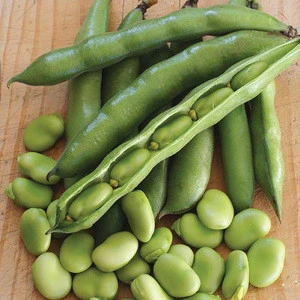 Broad Beans Dried for sale