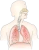 Import Bronchial Asthma - Ayurvedic Medicine - Organic Herbal - Assured Result - Bronchodilation from India