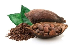 Cacao bean / cocoa Organic