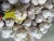 Import cartons packing fresh white Chinese garlic from China