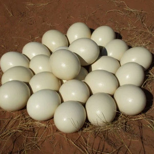 Cheap Ostrich chick and eggs available