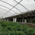 Import China Low Cost And Easy Assembly Vegetable Production Film Greenhouse For Sale from China