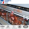 China Tuohua supply Chicken egg layer cages,egg laying cages