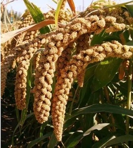 Chinese Broomcorn Millet/high quality and low price