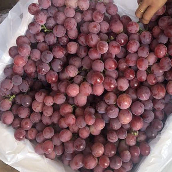 chinese grape red grape red grape supplier