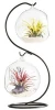 Clear glass vase hanging plant terrarium with black metal stand for air plants succelent