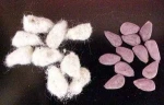 cotton _ cotton seed with high quality and best price