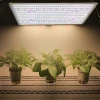 Dimmable LM301/LM561c 240W LED Grow Light 3500k 660nm Quantum LED Light for Hydroponic Grow Tent Plant LED Grow Light QB288