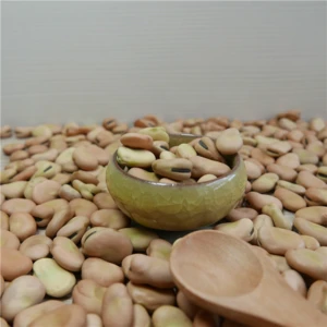 Dried Broad Beans Fava Beans With Cheaper Price
