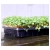 Import Durable reuse flexible Black large plastic wheatgrass microgreen seed trays black hydroponic Generation kit seed flat flat tray from China