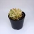 Import echeveria plants online shopping succulent  wholesale real succulents live plants natural from China