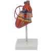 ENOVO - 89015 Introductory coronary bypass , Medical Science Anatomy and Biology Education Teaching Aids, @CMAM