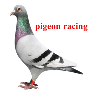 Flying Pigeon Racing Medicine Products Furaltadone Ronidazole Tablet