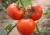 Import fram fresh tomato 2017 market price for sale from China