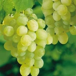 Fresh Australian Thompson Seedless Grapes