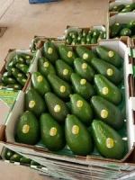 Fresh Avocado / Hass Avocado, Fuerte Avocado