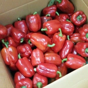 Fresh Capsicum (Bell Pepper) with low price - Best for your dishes