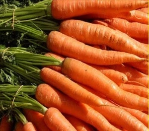 Fresh Carrots,fresh australian carrots,fresh carrots for sale