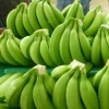 Fresh Cavendish banana for sale!!