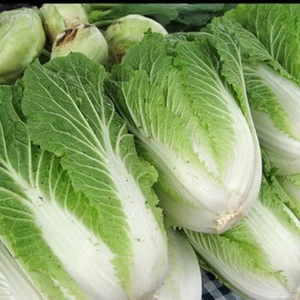 Fresh Celery Cabbage / Fresh Cabbage
