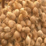 Fresh coconuts, Semi Husk Coconut , Fresh Baby coconuts