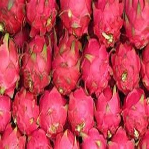Fresh Dragon fruit,Red and White ready for export