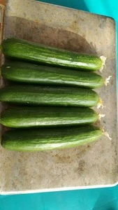 fresh egyptian cucumber high quality (A)