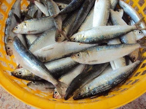 fresh frozen sardine fish for canned