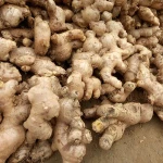Fresh Ginger from Vietnam