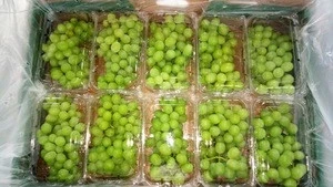 Fresh Grapes from South Africa-Recent Crop AAA Grade