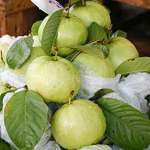 FRESH GUAVA SWEET T/White TASTY GUAVA FRUIT OF THAILAND FACTORY SUPPLY NATURAL GUAJAVA FRUITS DELICIOUS HIGHEST QUALITY