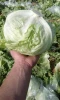 Fresh Iceberg Lettuce -highest quality - Grade 1+