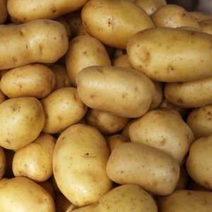 Fresh Organic Holland Potato