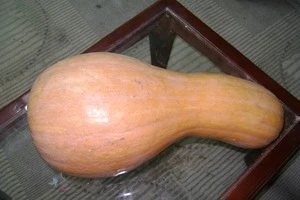 Fresh Pumpkin for sale